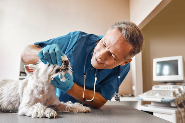 Best Urgent Care for Lost Fillings or Crowns in Woodfin, NC